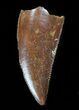 Serrated, Raptor Tooth - Morocco #38349-1